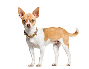 Chihuahua in front of white background