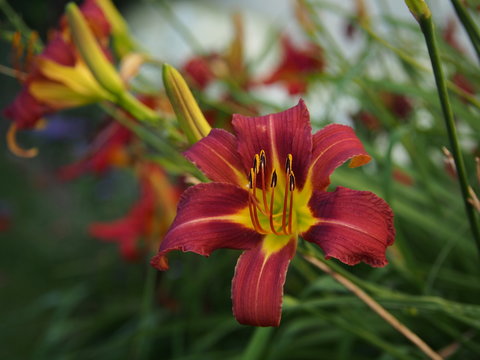 Day lily flower, in the garden.