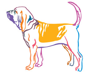 Colorful decorative portrait of Bloodhound Dog vector illustration - obrazy, fototapety, plakaty