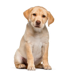 Labrador Retriever, 2 months old, sitting in front of white back
