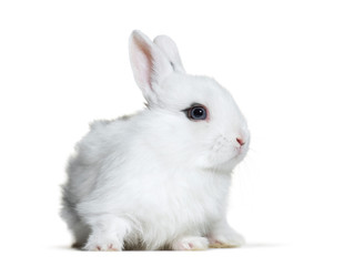 White rabbit, 8 weeks old, in front of white background