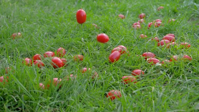 Slow Fall Of Red Cherry Tomatoes On Green Lawn