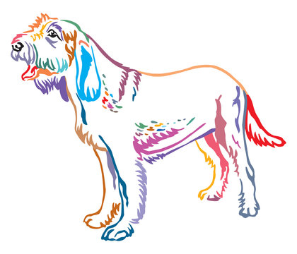 Colorful decorative portrait of Dog Spinone Italiano vector illustration