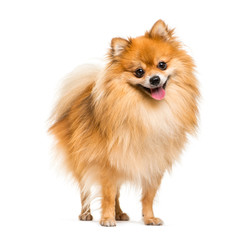 Obraz premium Pomeranian, 2 years old, in front of white background