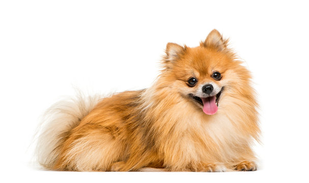 Pomeranian, 2 years old, lying in front of white background