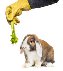 Gloved hand holding celery to rabbit in front of white backgroun