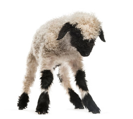 Lamb looking down in front of white background