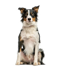 Border Collie, 1 year old, sitting in front of white background - obrazy, fototapety, plakaty