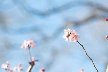 啓翁桜