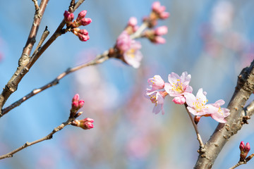 啓翁桜