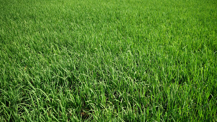 background of green grass