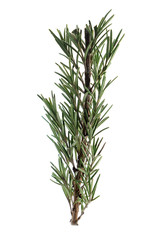 Fototapeta premium Fresh rosemary on white background
