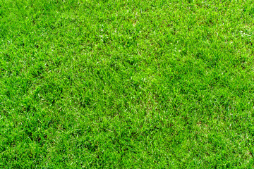 Fototapeta premium Beautiful background, green juicy grass, for golf and football, texture for design.