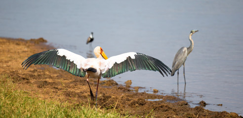 A marabou bird dries his wings at the waterhole