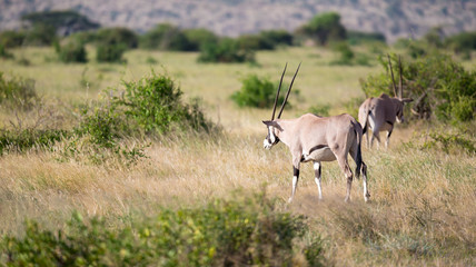 Native antelopes in the grasland of the Kenyan savannah