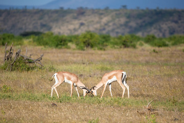 Native antelopes in the grasland of the Kenyan savannah