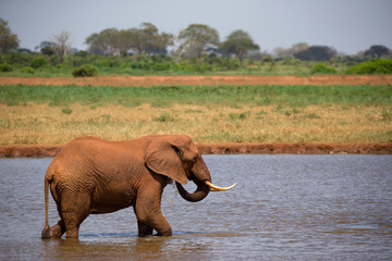 A red elephant drinks water from a water hole