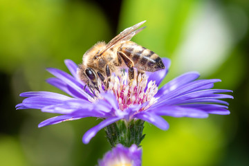 Western honeybee - Apis mellifera - collecting pollen on an aster