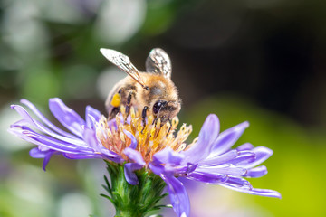 Western honeybee - Apis mellifera - collecting pollen on an aster