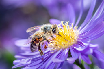 Western honeybee - Apis mellifera - collecting pollen on an aster