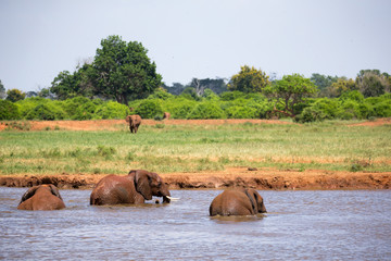 Fototapeta na wymiar Some elephants bathe in the waterhole in the savannah