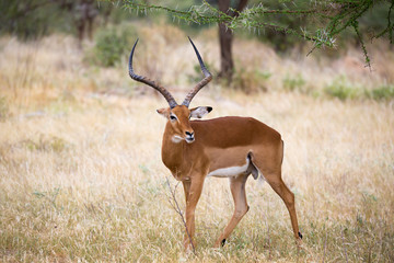 Native antelopes in the grasland of the Kenyan savannah