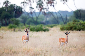 Naklejka na ściany i meble Native antelopes in the grasland of the Kenyan savannah