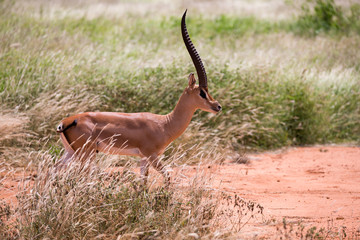 An antelope in the grassland of the savannah in Kenya