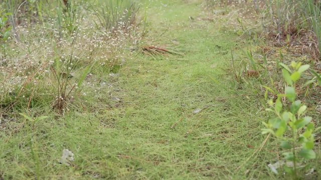 forest path walk along hatpins