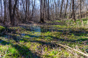 Swamp in the forest on early spring