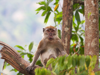 Macaque looking at camera