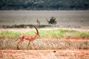 An antelope in the grassland of the savannah in Kenya