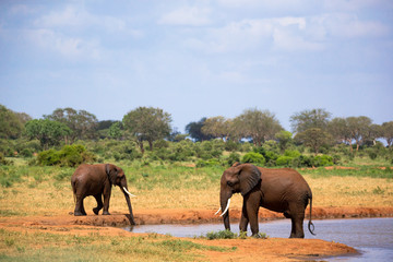 Fototapeta na wymiar Red elephants on the waterhole in the savannah of Kenya
