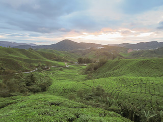 Fototapeta premium Green tea plantation Cameron highlands, Malaysia