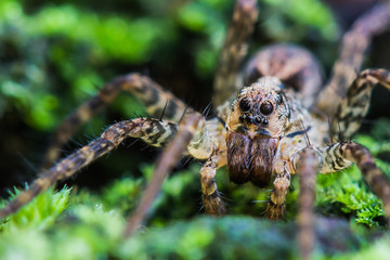 Brazilian Insect. This insects is very common in brazilian savannah.