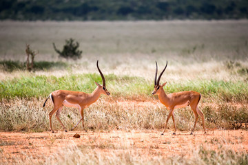 Naklejka premium An antelope in the grassland of the savannah in Kenya