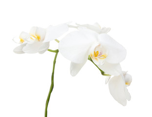 Fototapeta na wymiar Branch of a white orchid