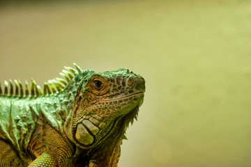 very nice view of iguana iguana ina museum