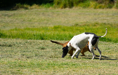 dogs searching