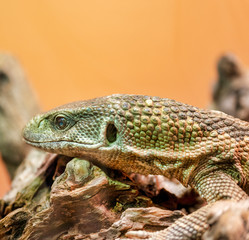 detail of varanus in a museum