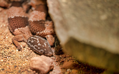 Fat-tailed gecko / Hemitheconyx caudicinctus