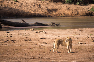Fototapeta na wymiar Lions walk along the bank of a river