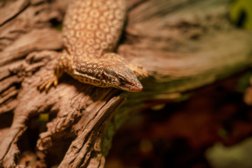 little varanus in  a museum