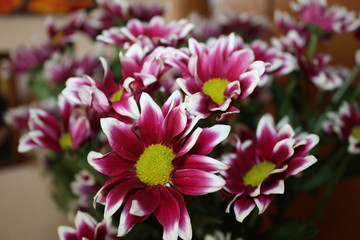 Obraz premium holiday flowers