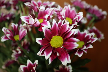 Obraz premium holiday flowers