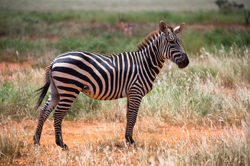 Zebras in the grass landscape of the savannah of Kenya