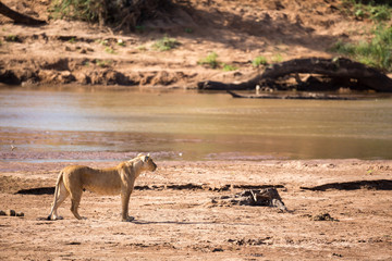 Lions walk along the bank of a river