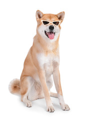 Cute Akita Inu dog with sunglasses on white background