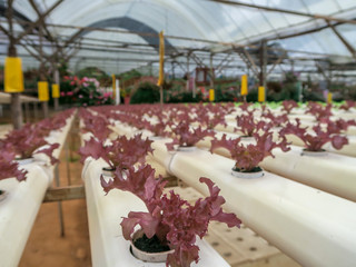 Green Organic vegetable garden.Plants on a vegetable in farm.