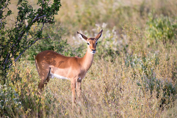 Native antelopes in the grasland of the Kenyan savannah